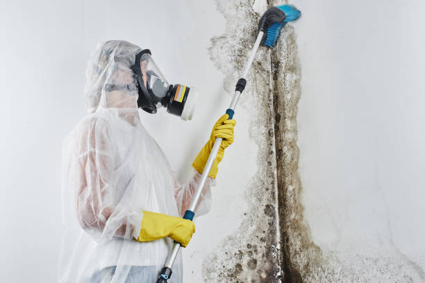 Best Commercial Mold Removal  in Moulton, AL