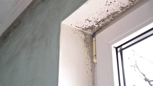 Best Office Mold Removal Services  in Moulton, AL