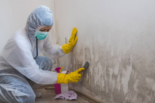 Best Affordable Mold Removal  in Moulton, AL