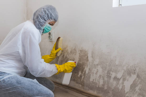 Best Local Mold Removal Service  in Moulton, AL