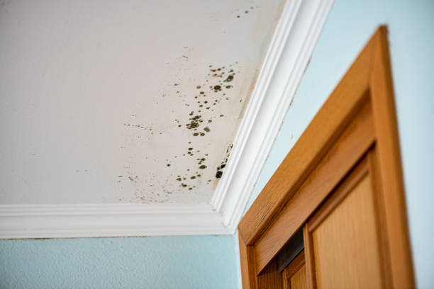 Mold Removal Process in Moulton, AL