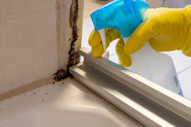 Best Same-Day Mold Removal  in Moulton, AL