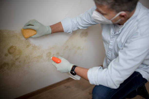 Best Office Mold Removal Services  in Moulton, AL