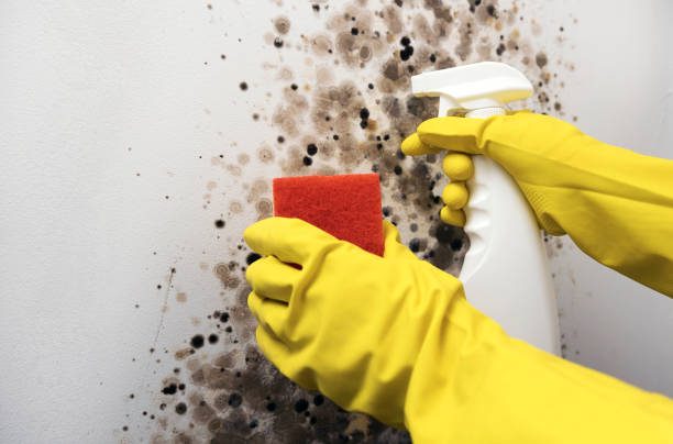 Best Mold Remediation  in Moulton, AL