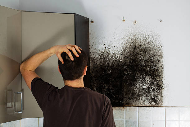 Best Toxic Mold Removal  in Moulton, AL