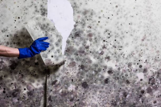 Reliable Moulton, AL Mold Removal Solutions